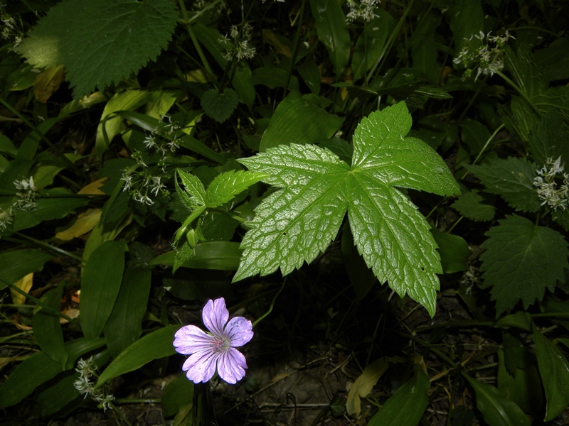 Geranium nodosum