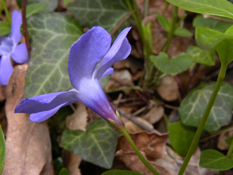 Fiore Elica !!! Vinca major