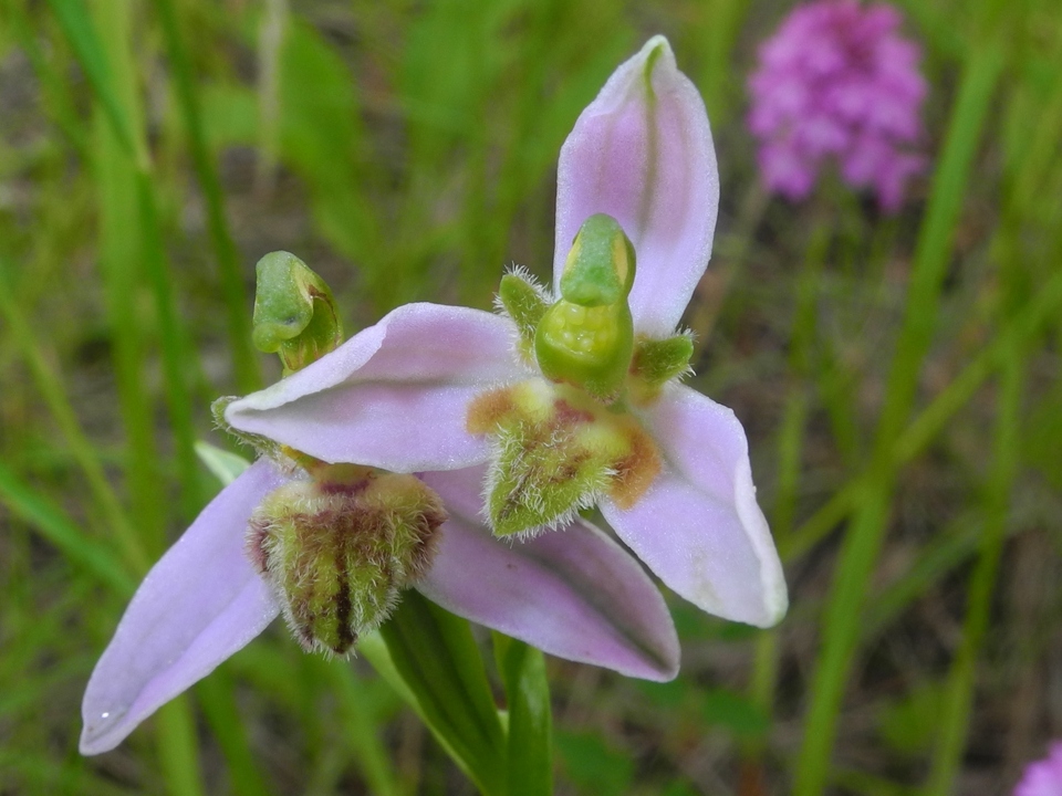 Ophrys apifera var. trollii