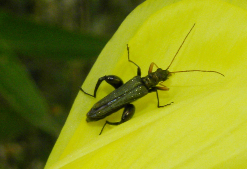 Oedemera cfr flavipes