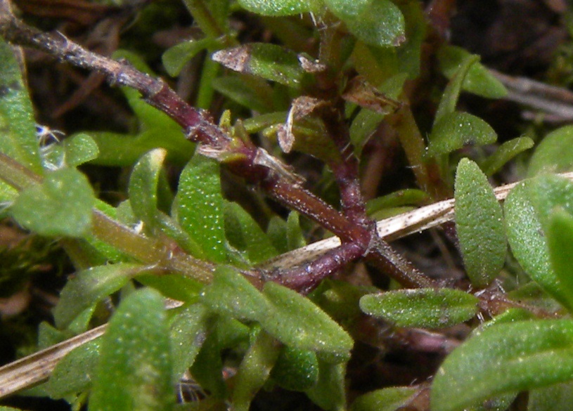 Thymus pulegioides / Timo goniotrico