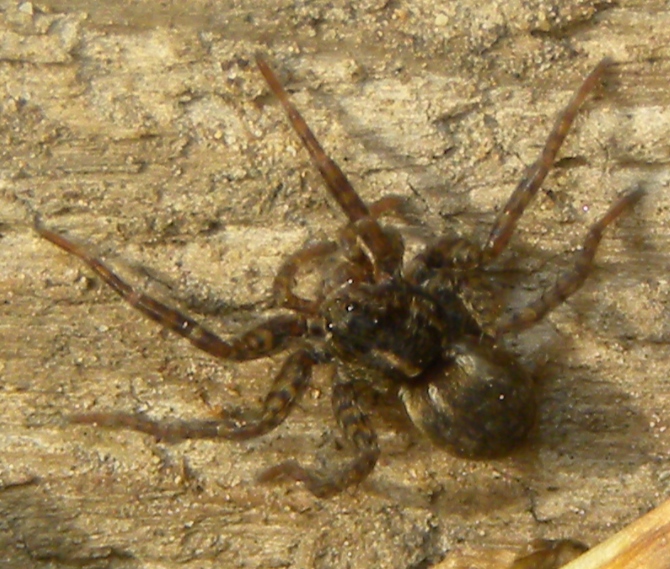 Pardosa sp. - Udine (UD)