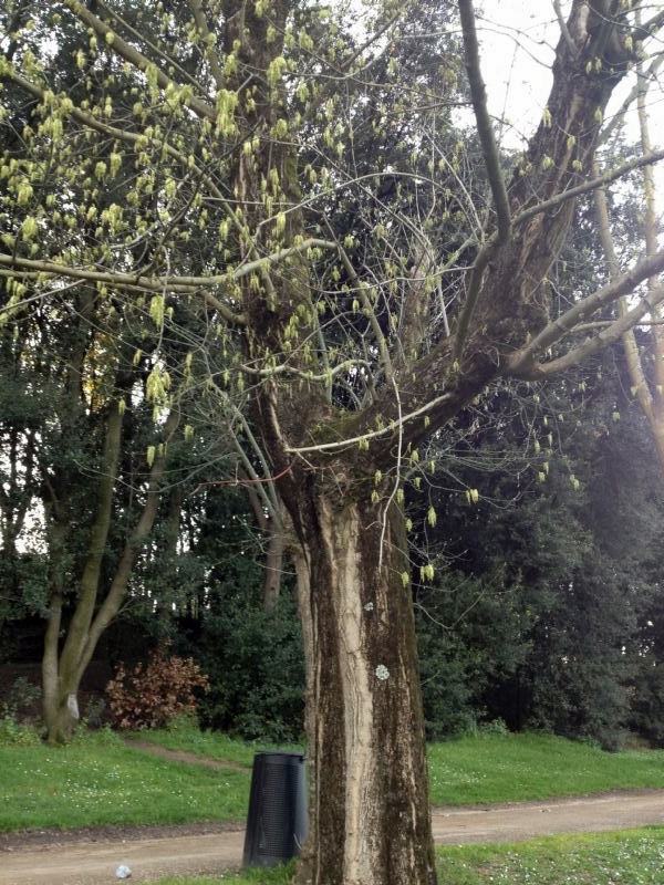 albero a villa pamphilj (Roma) - Acer negundo