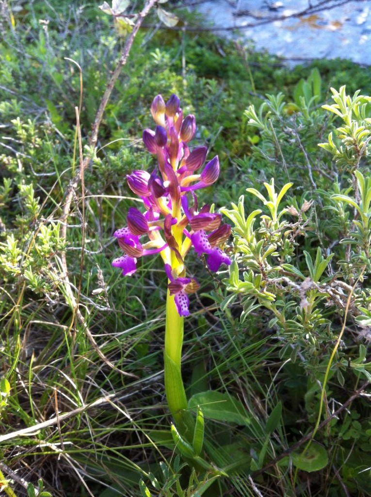 Anacamptis morio