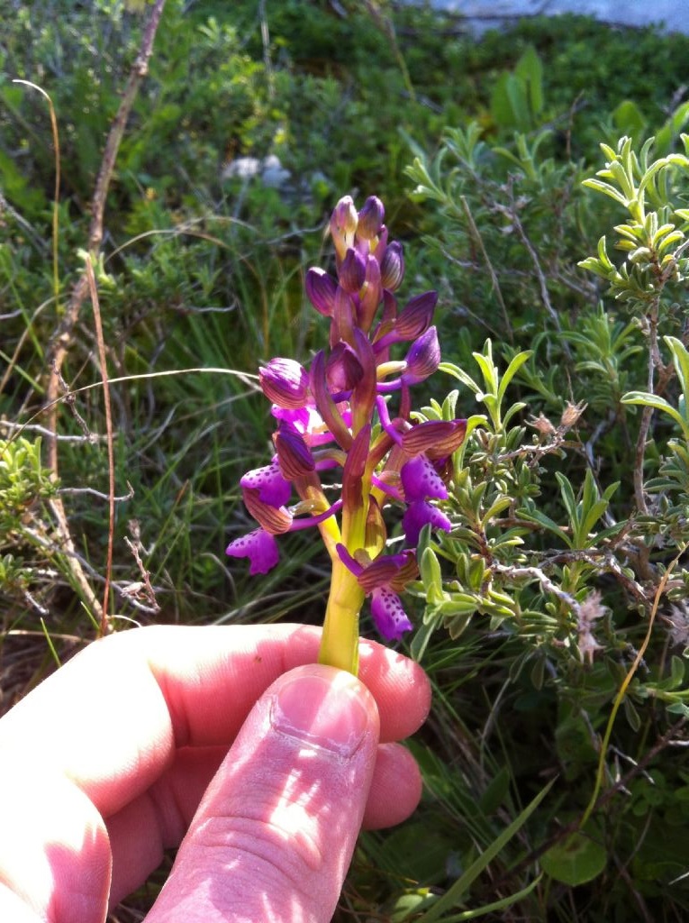 Anacamptis morio