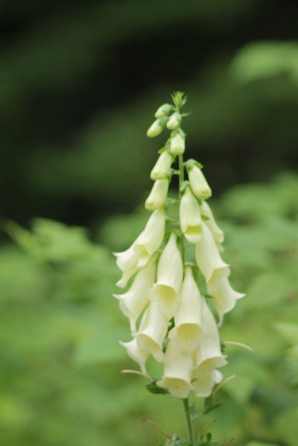 Digitalis grandiflora