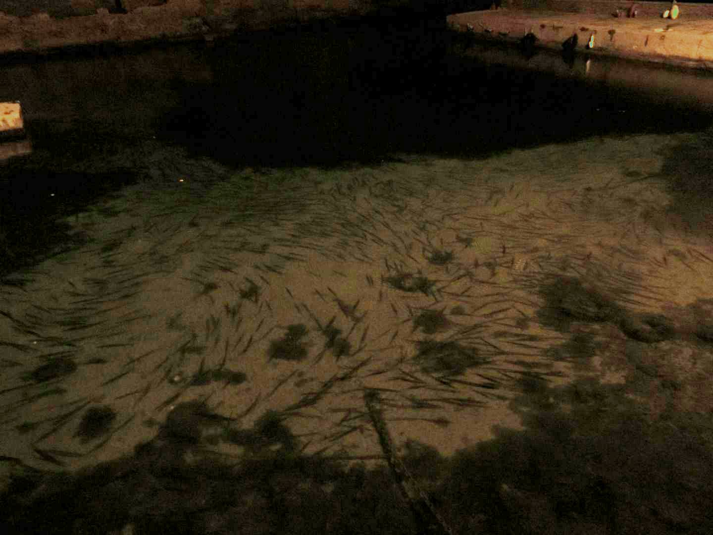 Barracuda (Sphyraena viridensis) in porticciolo