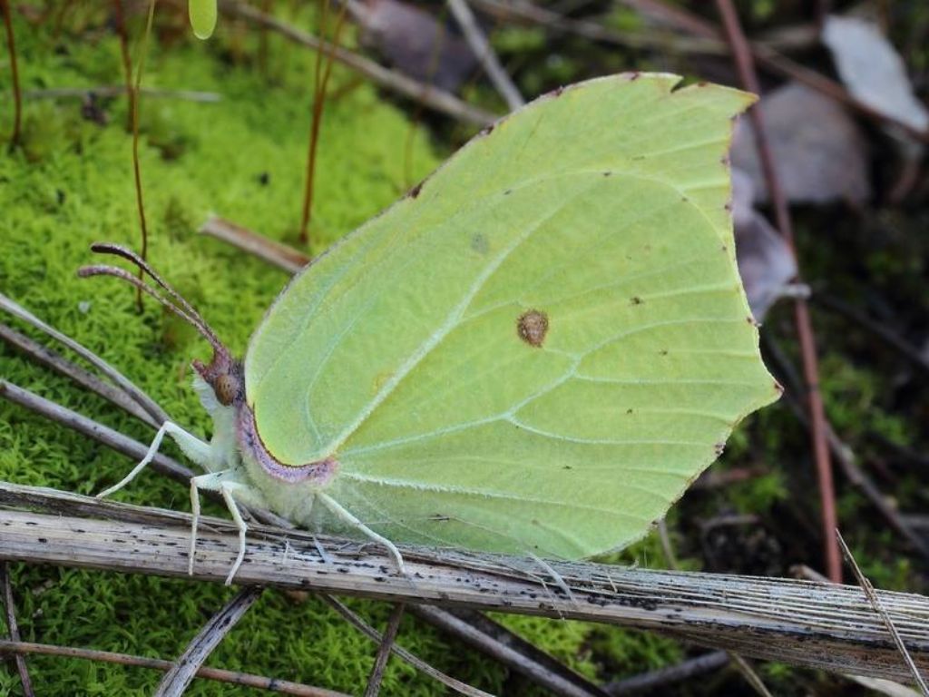 Gonepteryx rhamni, Pieridae