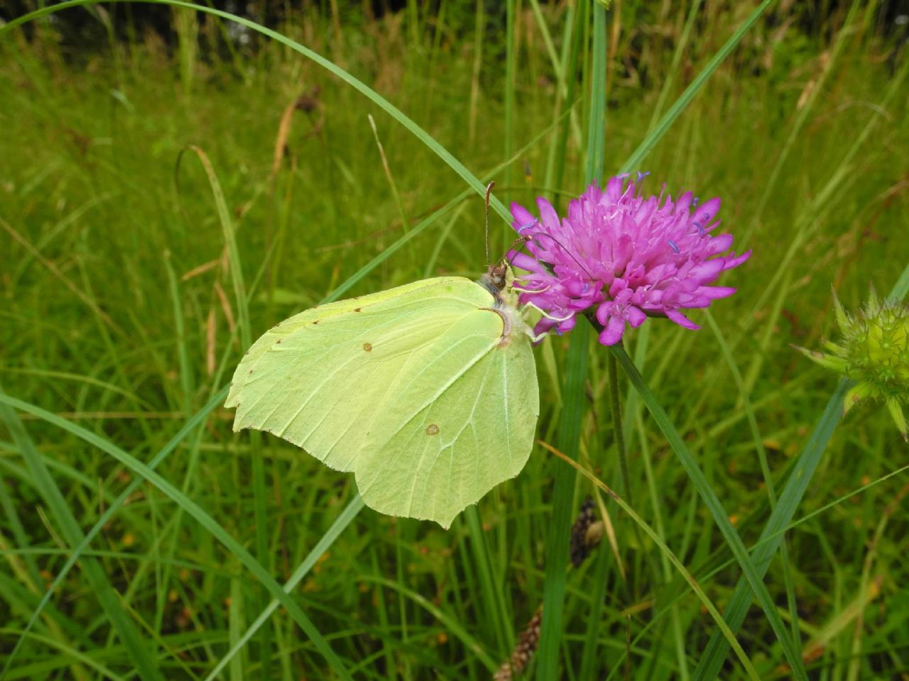 Gonepteryx rhamni, Pieridae