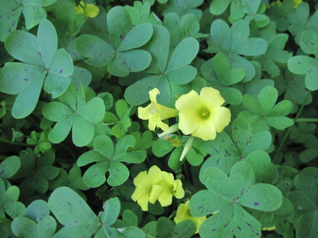 Oxalis pes-caprae a fiore doppio  (var pleniflora)