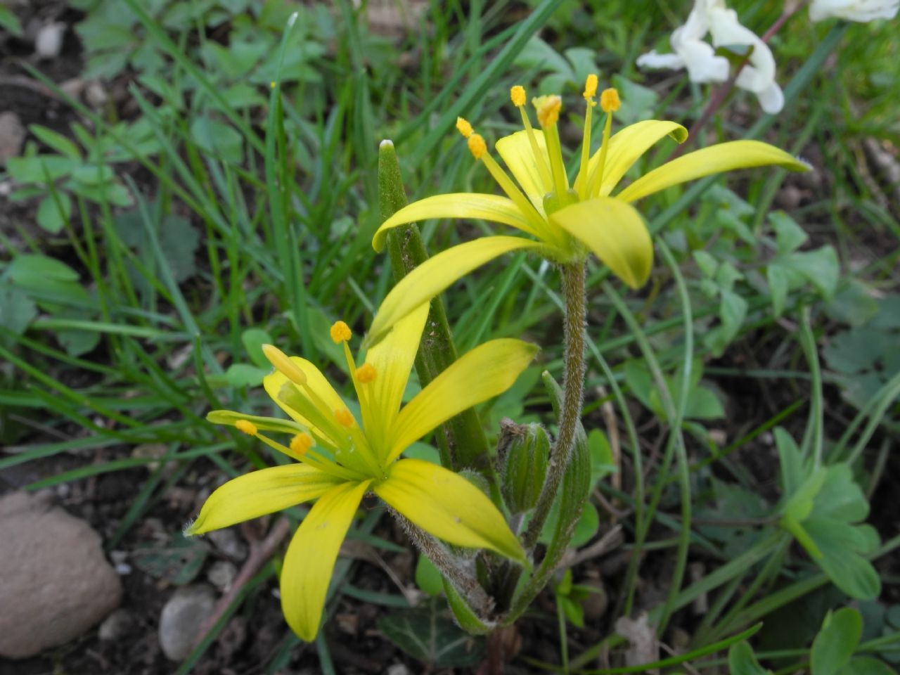 Gagea villosa / Cipollaccio dei campi