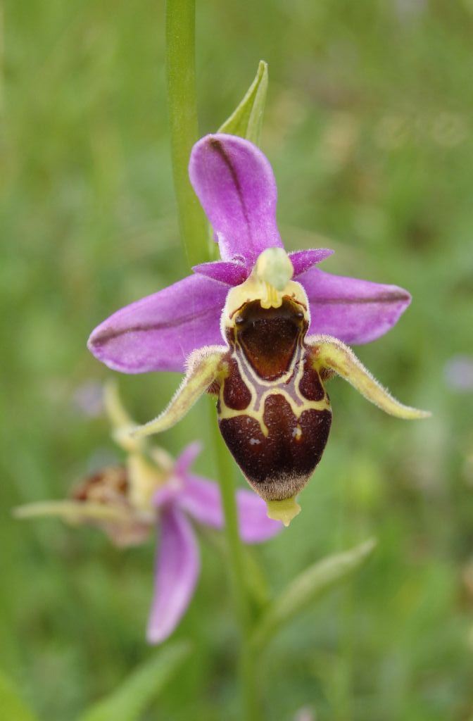 Ophrys oestrifera ? se si che subsp.?