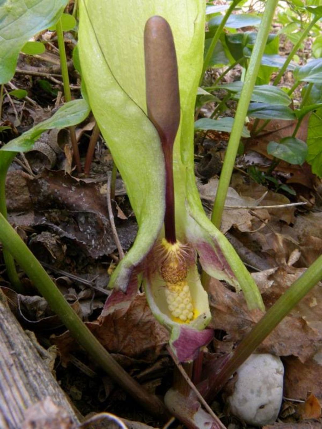 Arum italicum