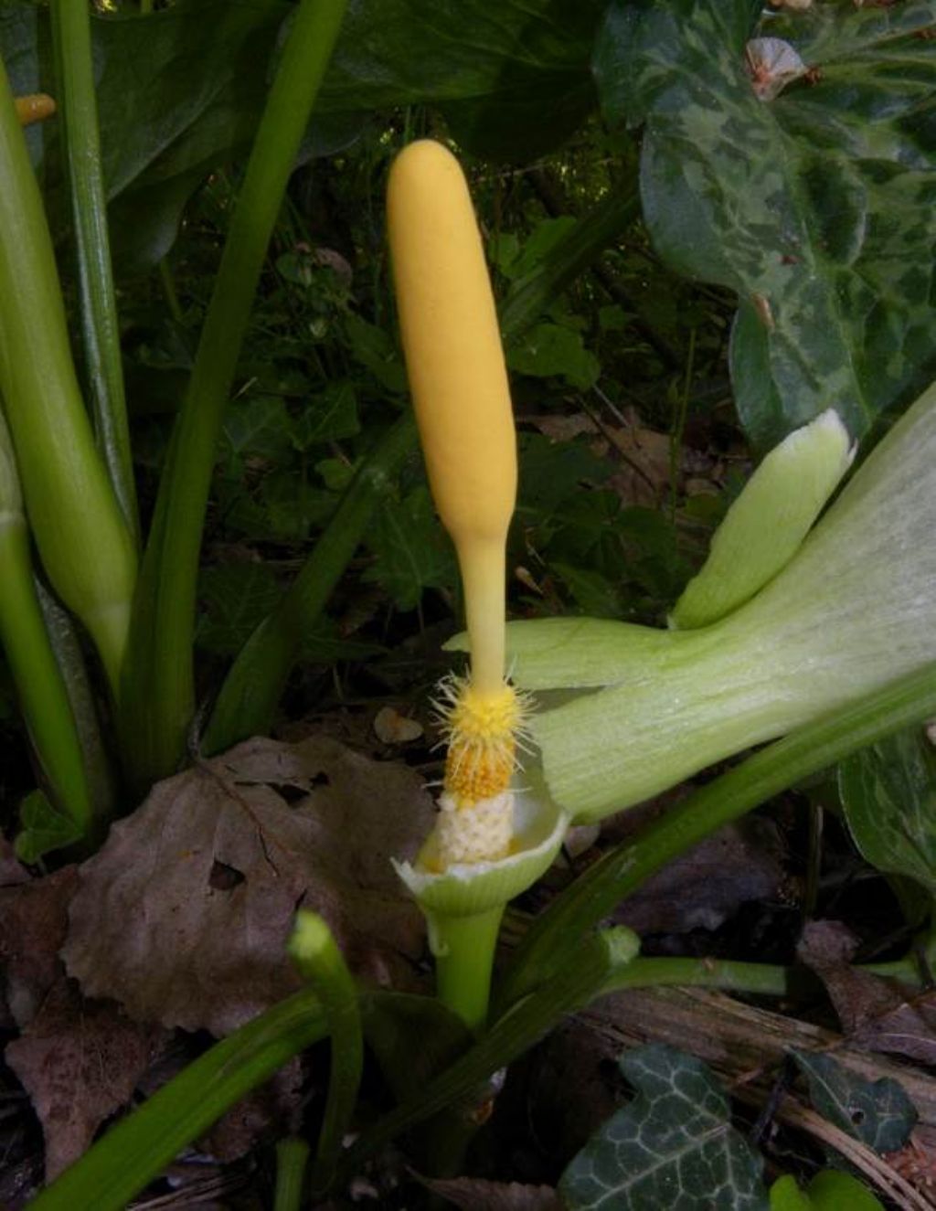 Arum italicum