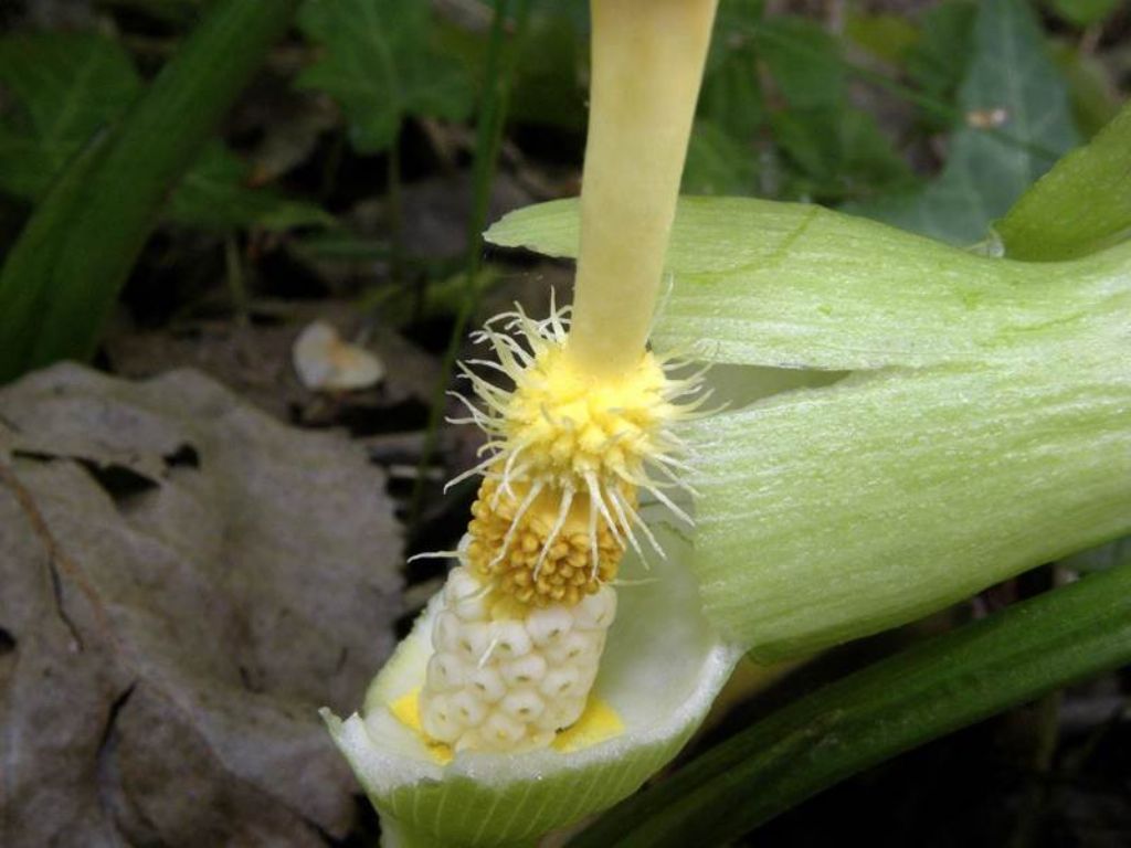 Arum italicum