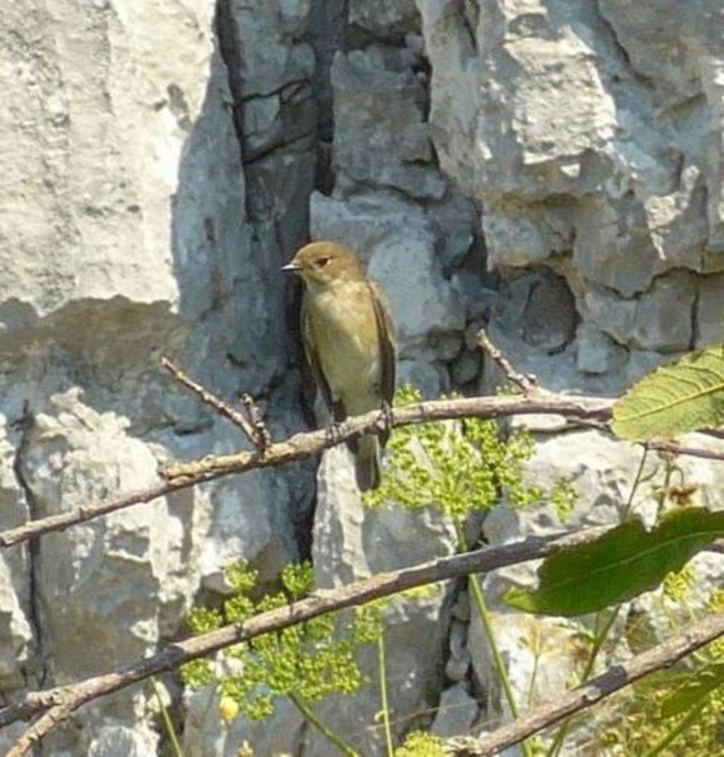 Che uccello?  Balia nera (Ficedula hypoleuca), femmina