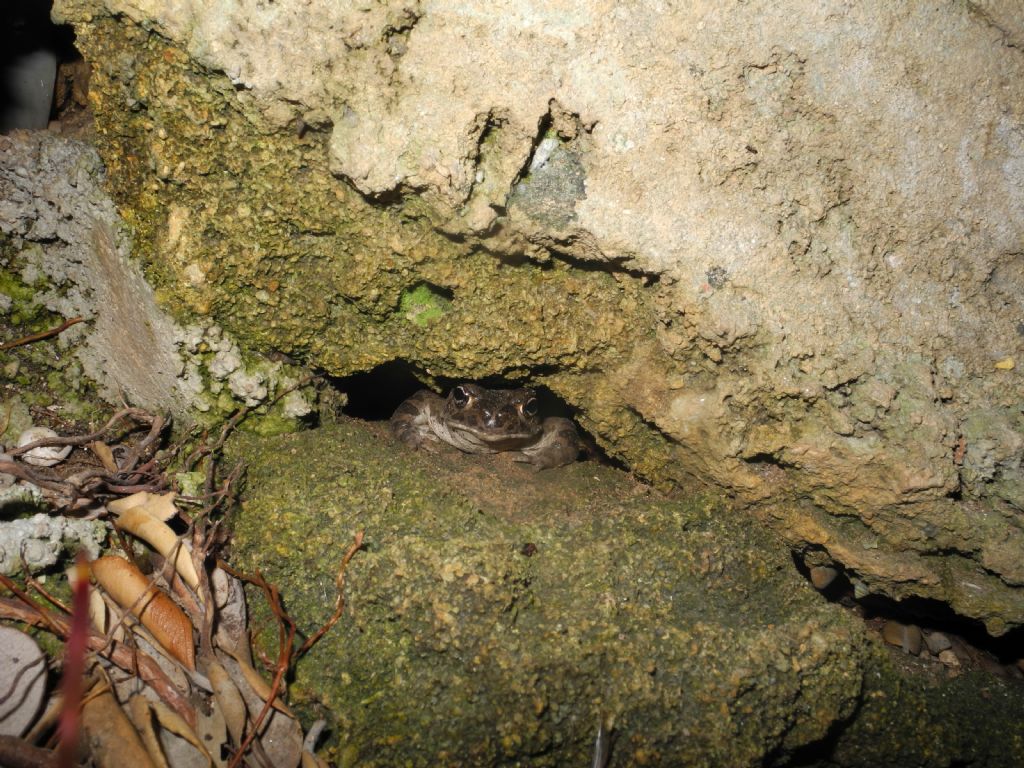 Bufotes siculus? S. Marsala (TP)