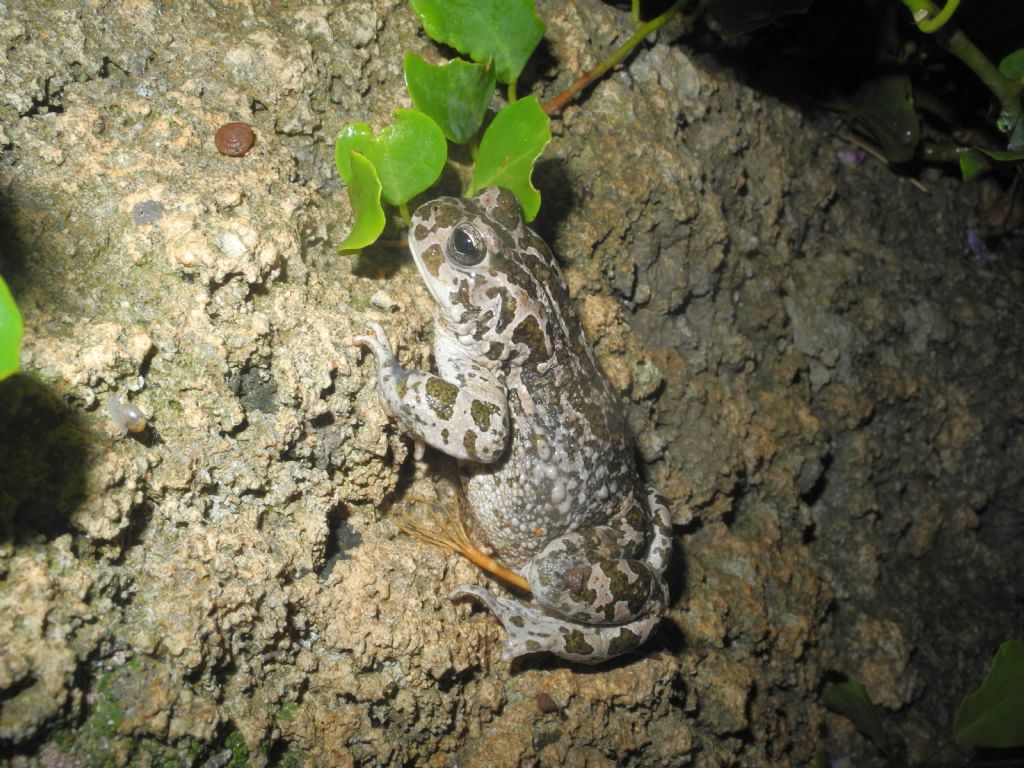 Bufotes siculus? S. Marsala (TP)