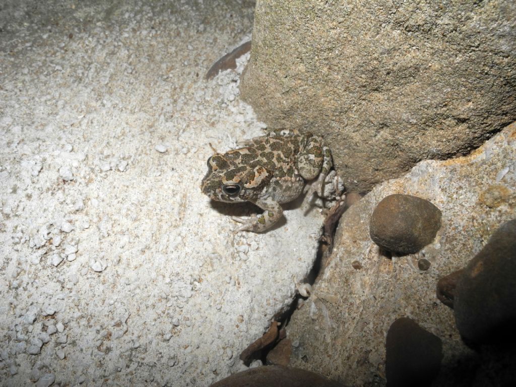 Bufotes siculus? S. Marsala (TP)