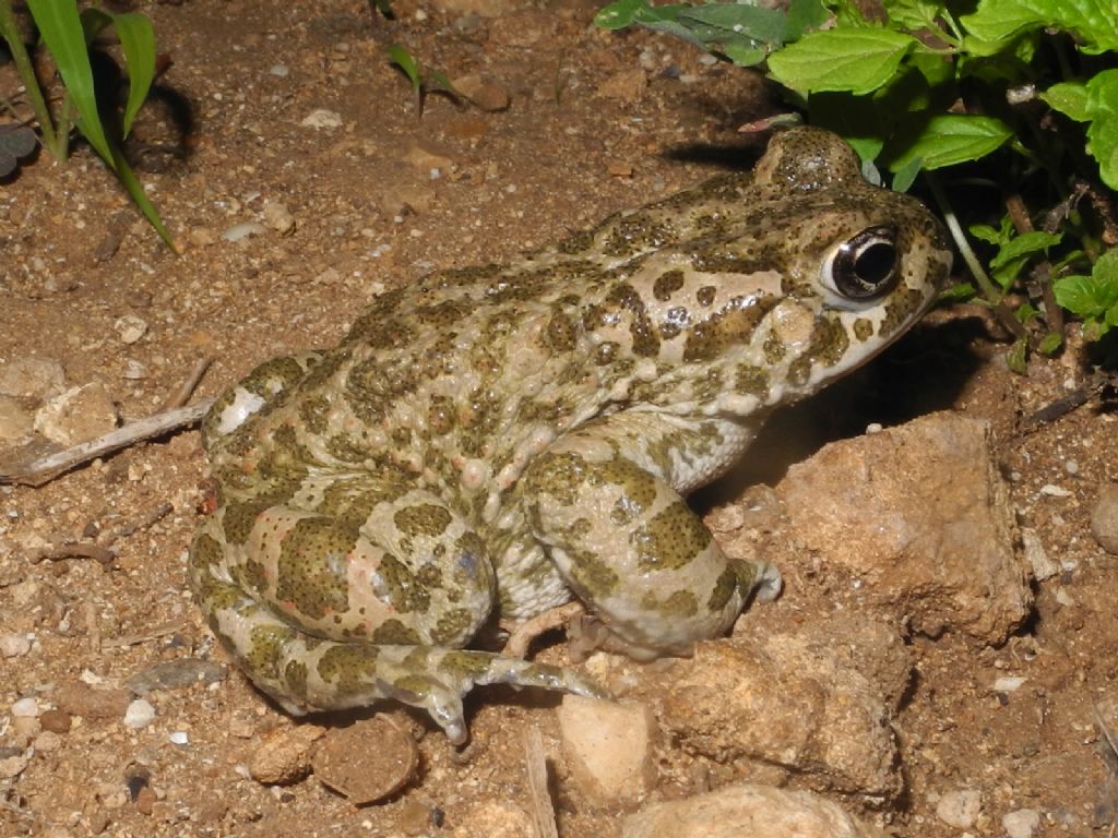 Bufotes siculus? S. Marsala (TP)