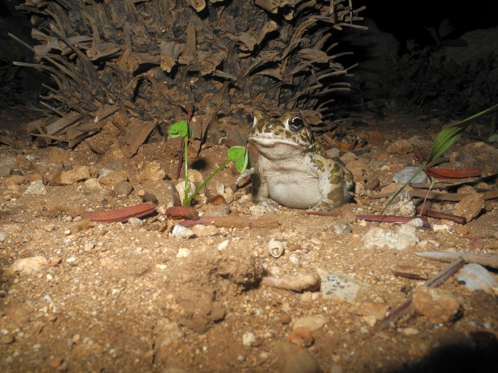 Bufotes siculus? S. Marsala (TP)