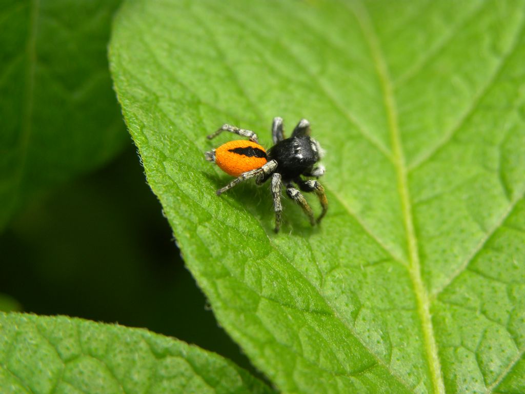 Philaeus chrysops (maschio).