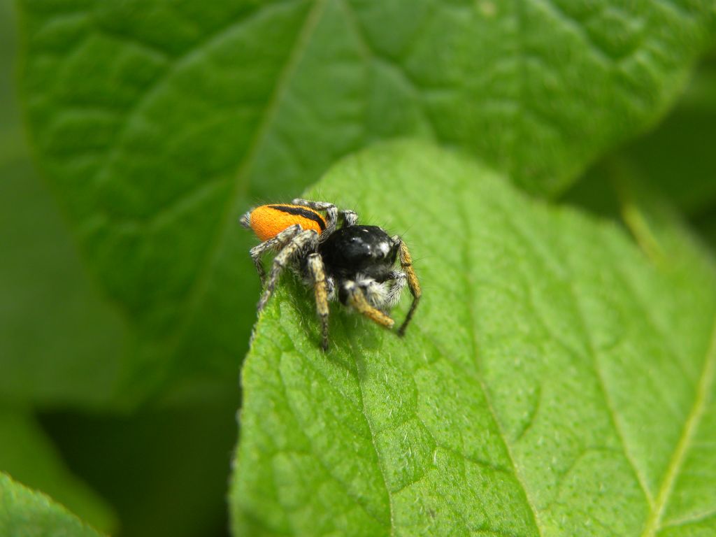 Philaeus chrysops (maschio).