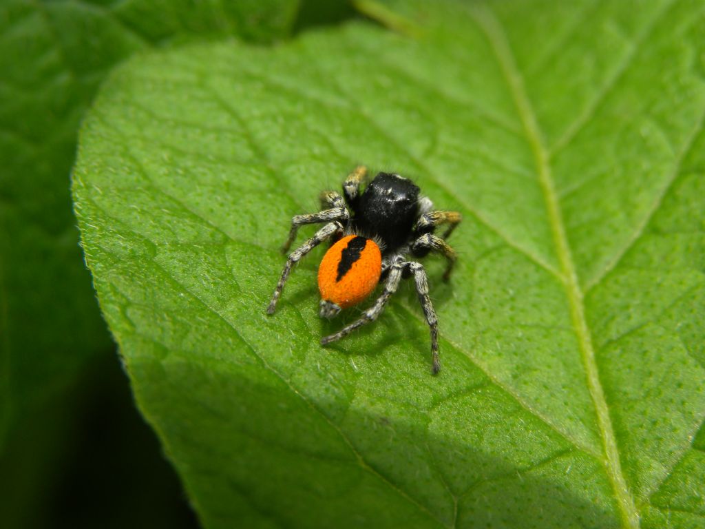 Philaeus chrysops (maschio).