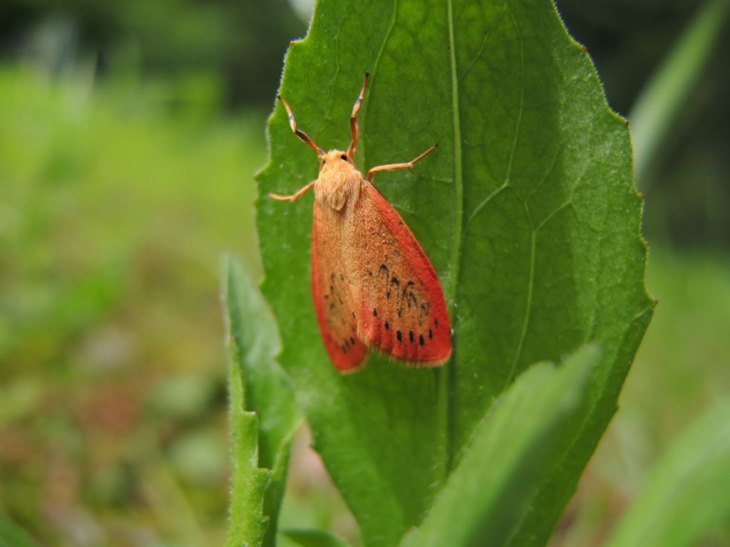 Miltochrista miniata (Erebidae Arctiinae)