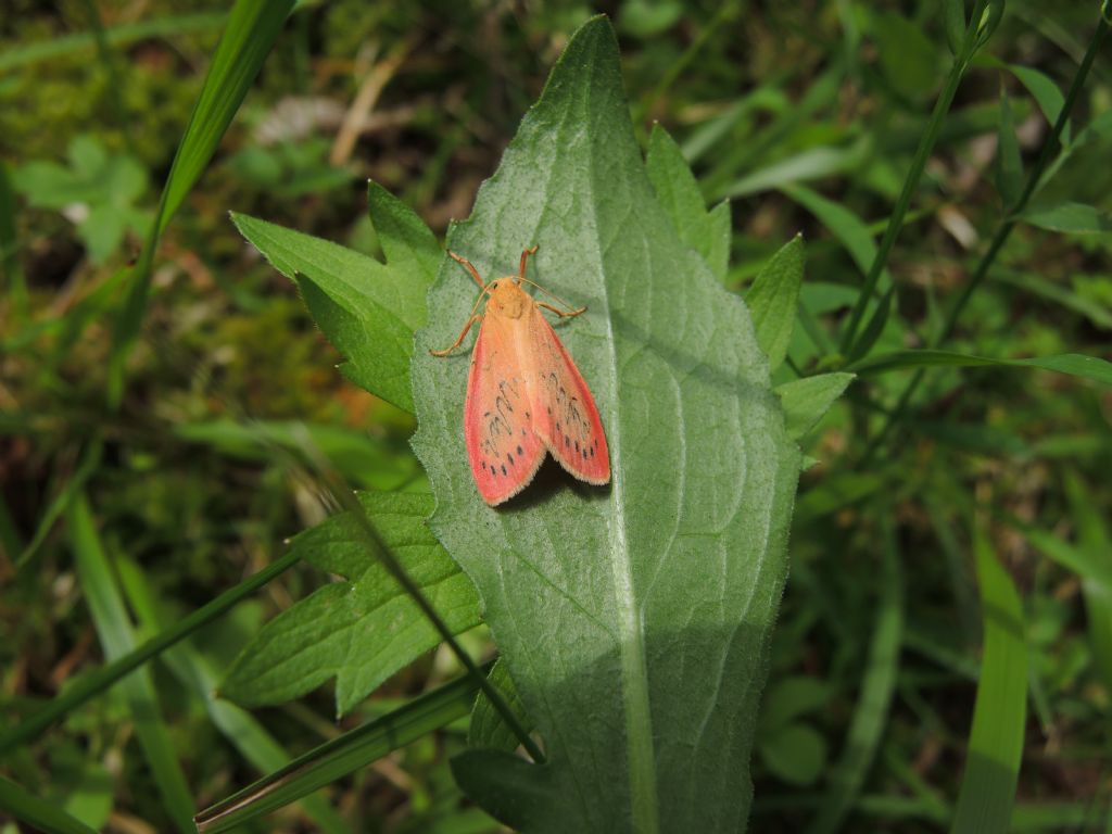 Miltochrista miniata (Erebidae Arctiinae)