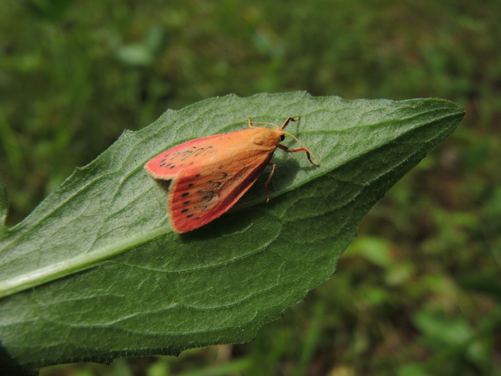 Miltochrista miniata (Erebidae Arctiinae)