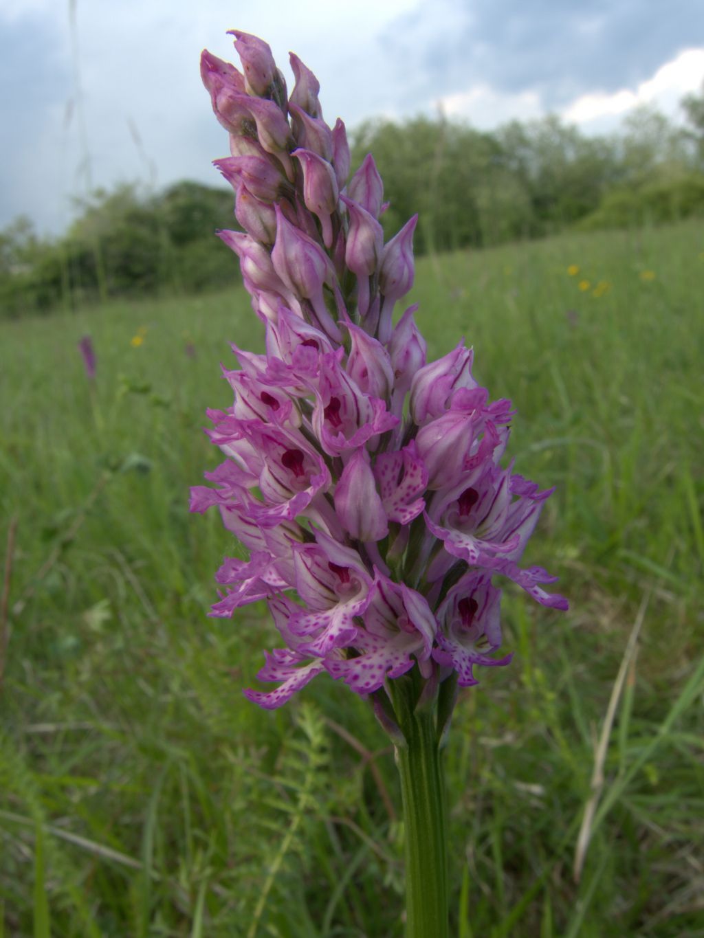 Tridentata con infiorescenza a spiga