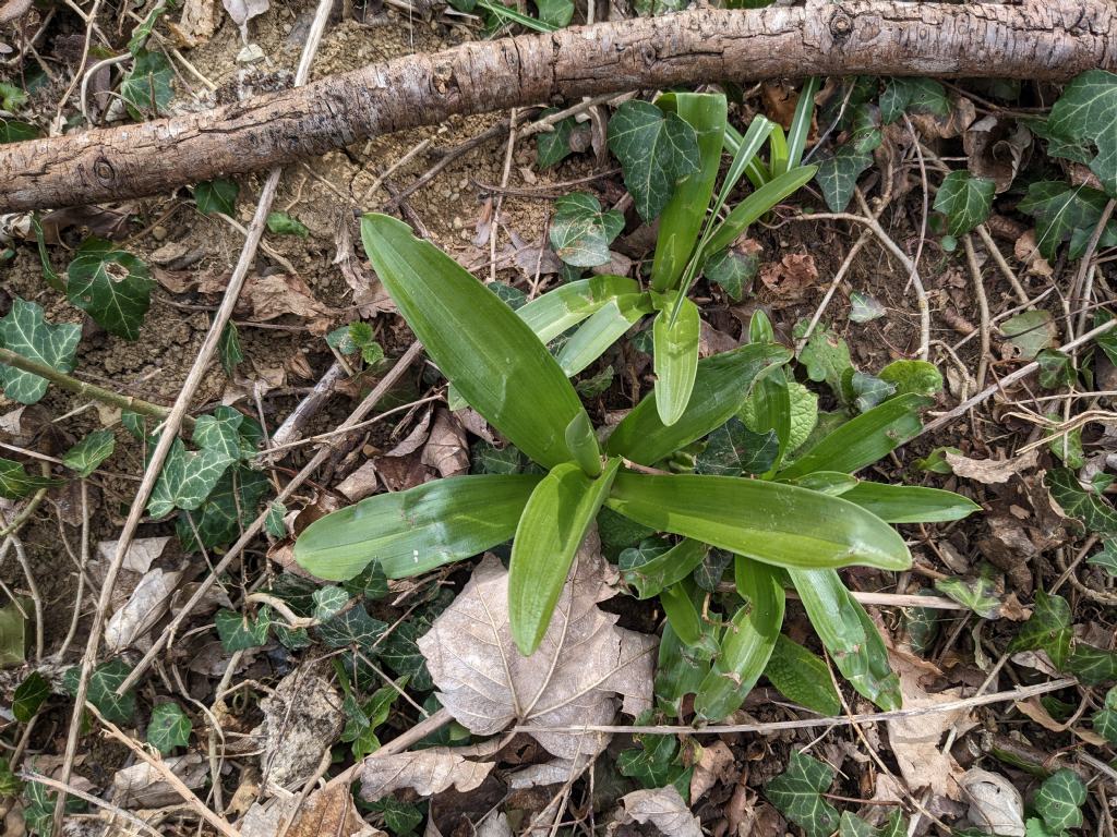 Orchis mascula subsp. speciosa: quale il limite tra spruzzatura e maculatura delle foglie?