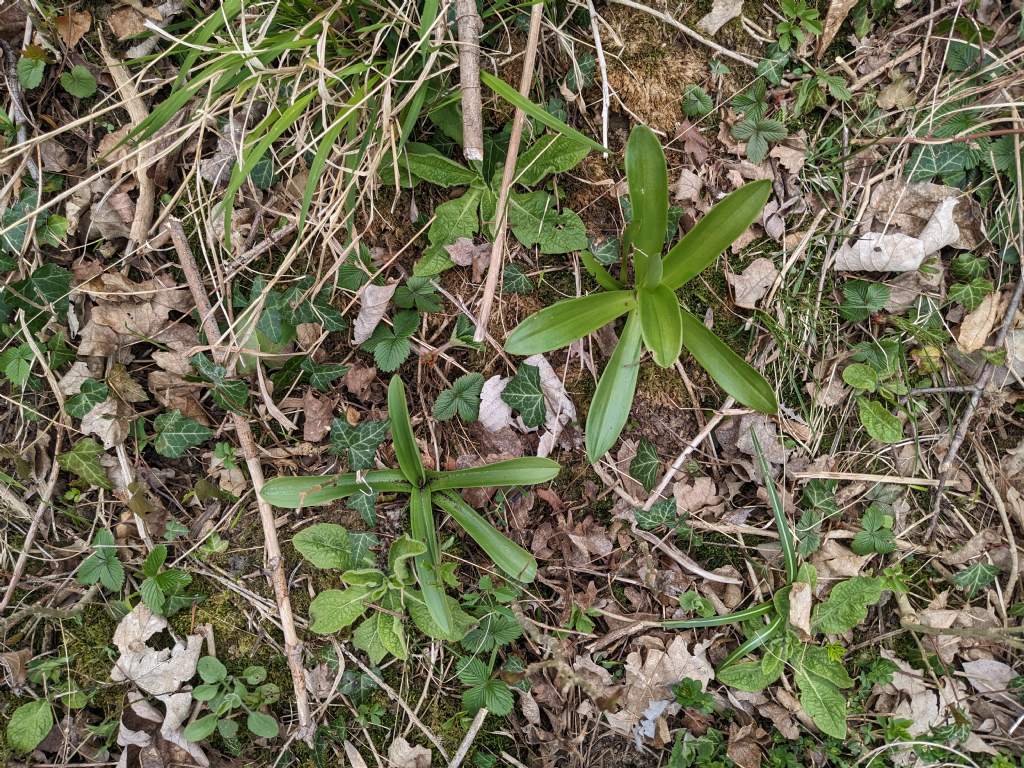 Orchis mascula subsp. speciosa: quale il limite tra spruzzatura e maculatura delle foglie?