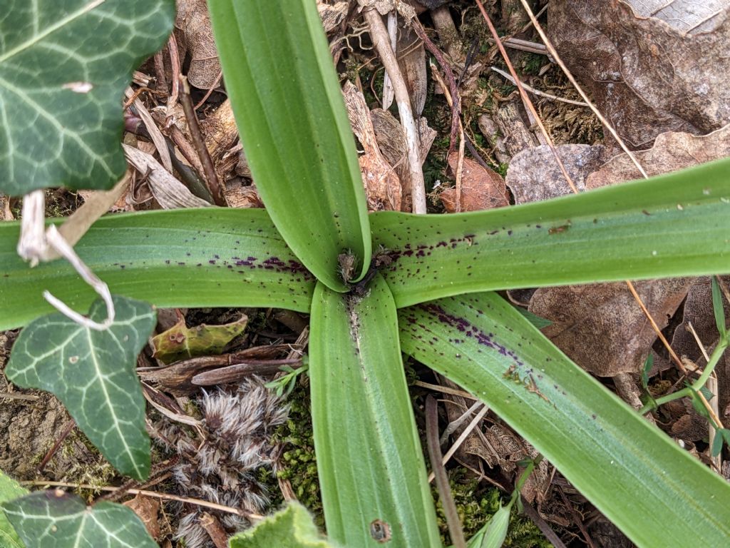 Orchis mascula subsp. speciosa: quale il limite tra spruzzatura e maculatura delle foglie?