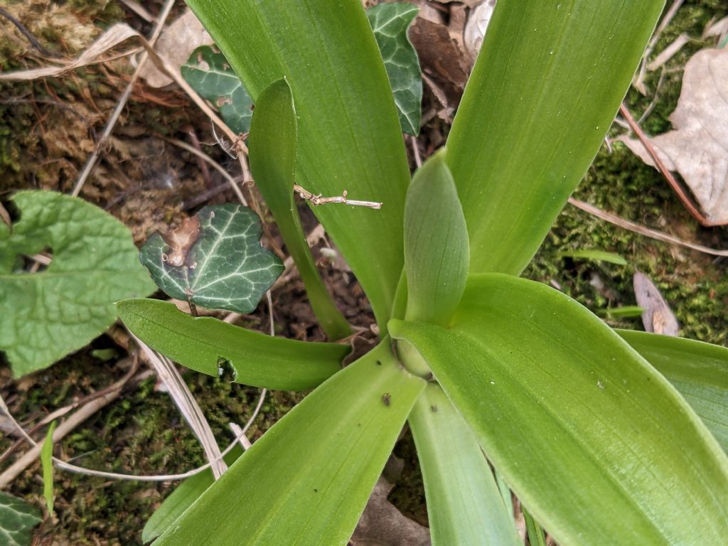 Orchis mascula subsp. speciosa: quale il limite tra spruzzatura e maculatura delle foglie?