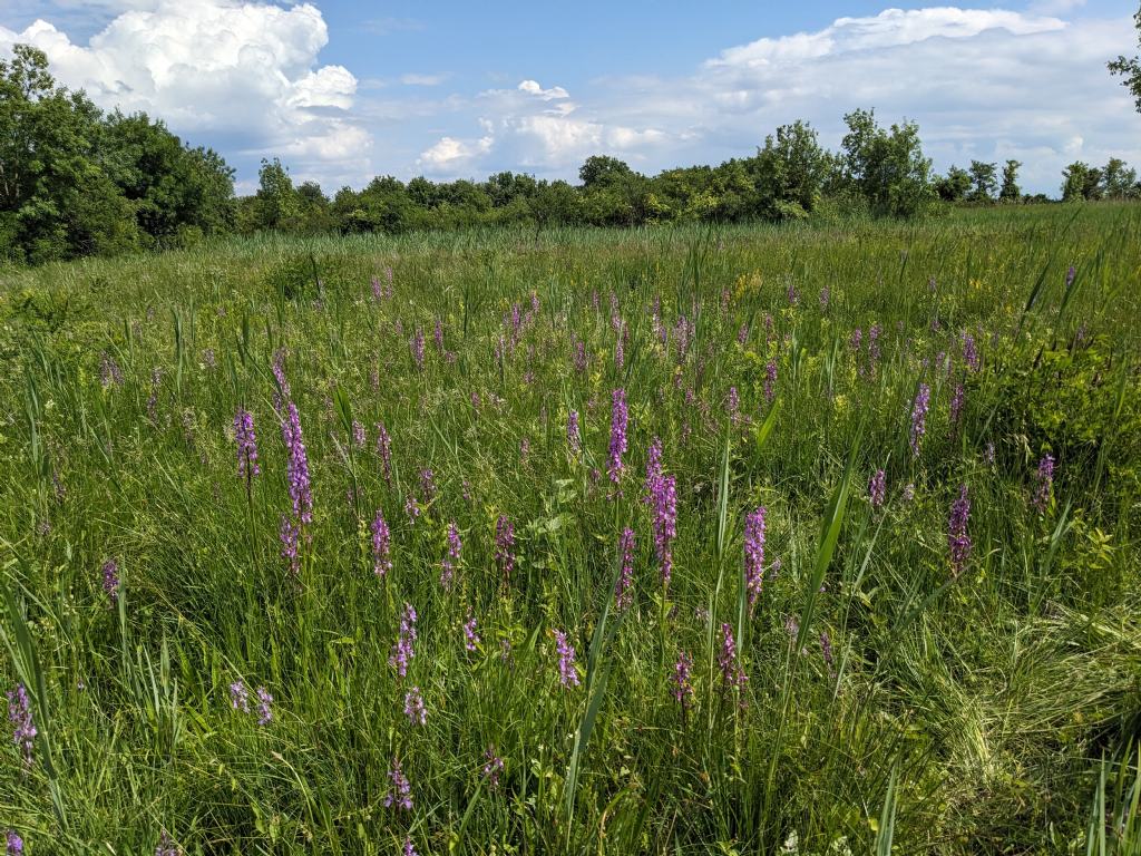 Anacamptis palustris bianca fra tante A. laxiflora, palustris e relativo ibrido.