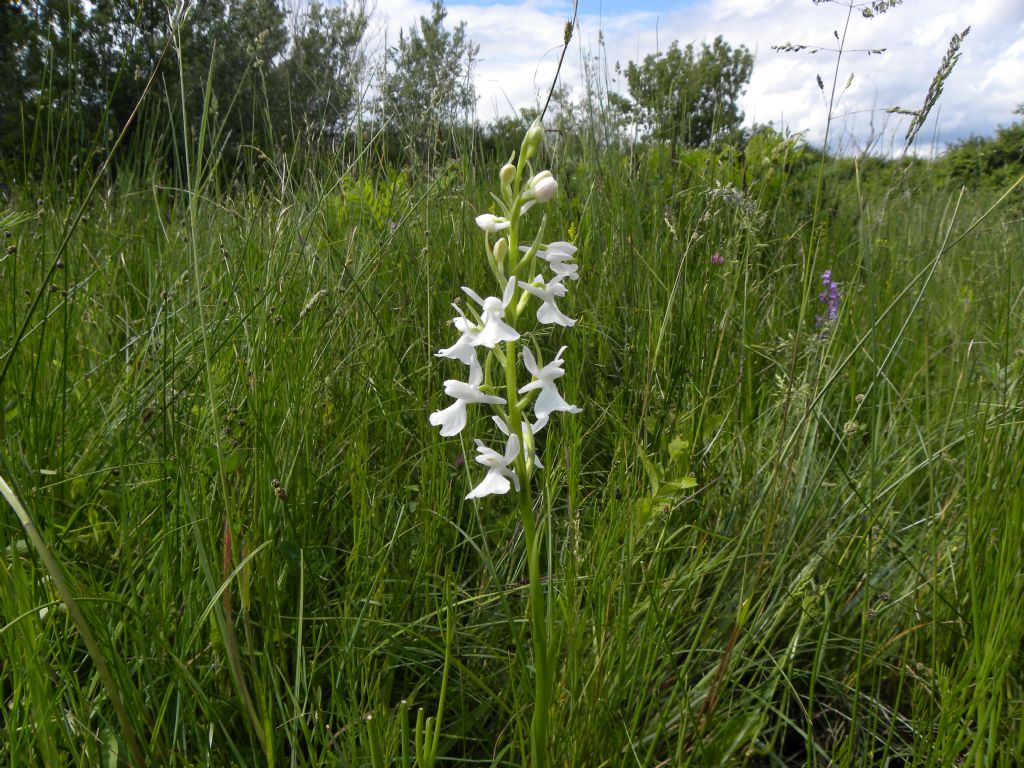 Anacamptis palustris bianca fra tante A. laxiflora, palustris e relativo ibrido.