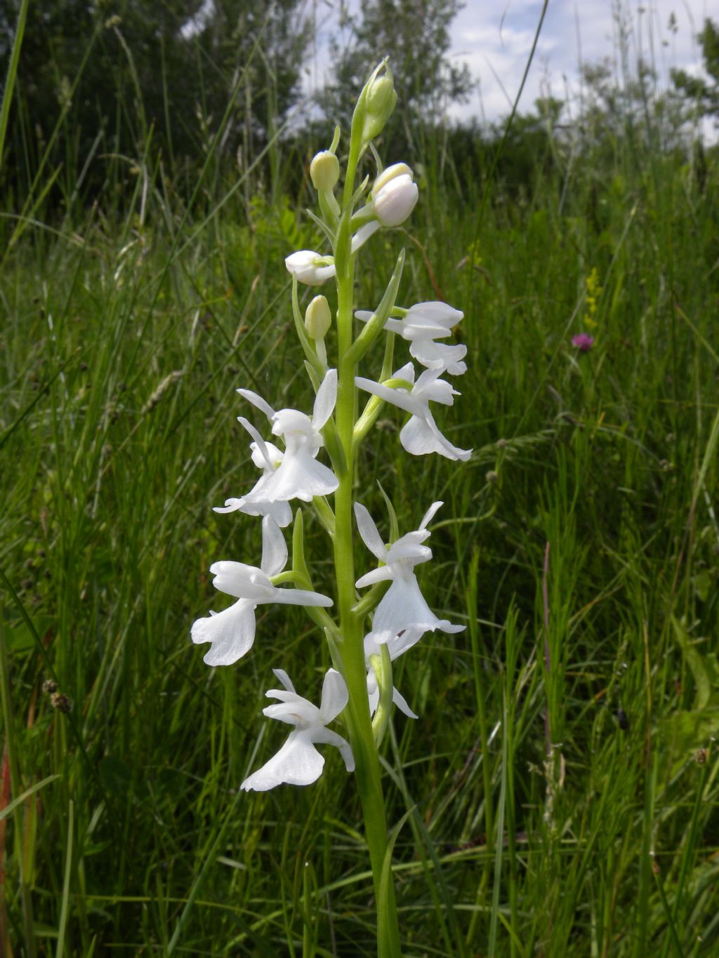 Anacamptis palustris bianca fra tante A. laxiflora, palustris e relativo ibrido.