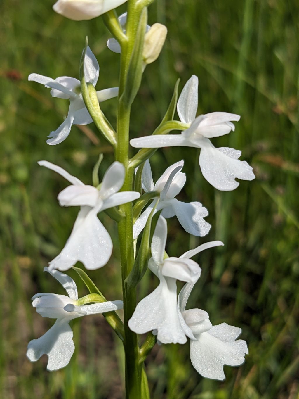 Anacamptis palustris bianca fra tante A. laxiflora, palustris e relativo ibrido.