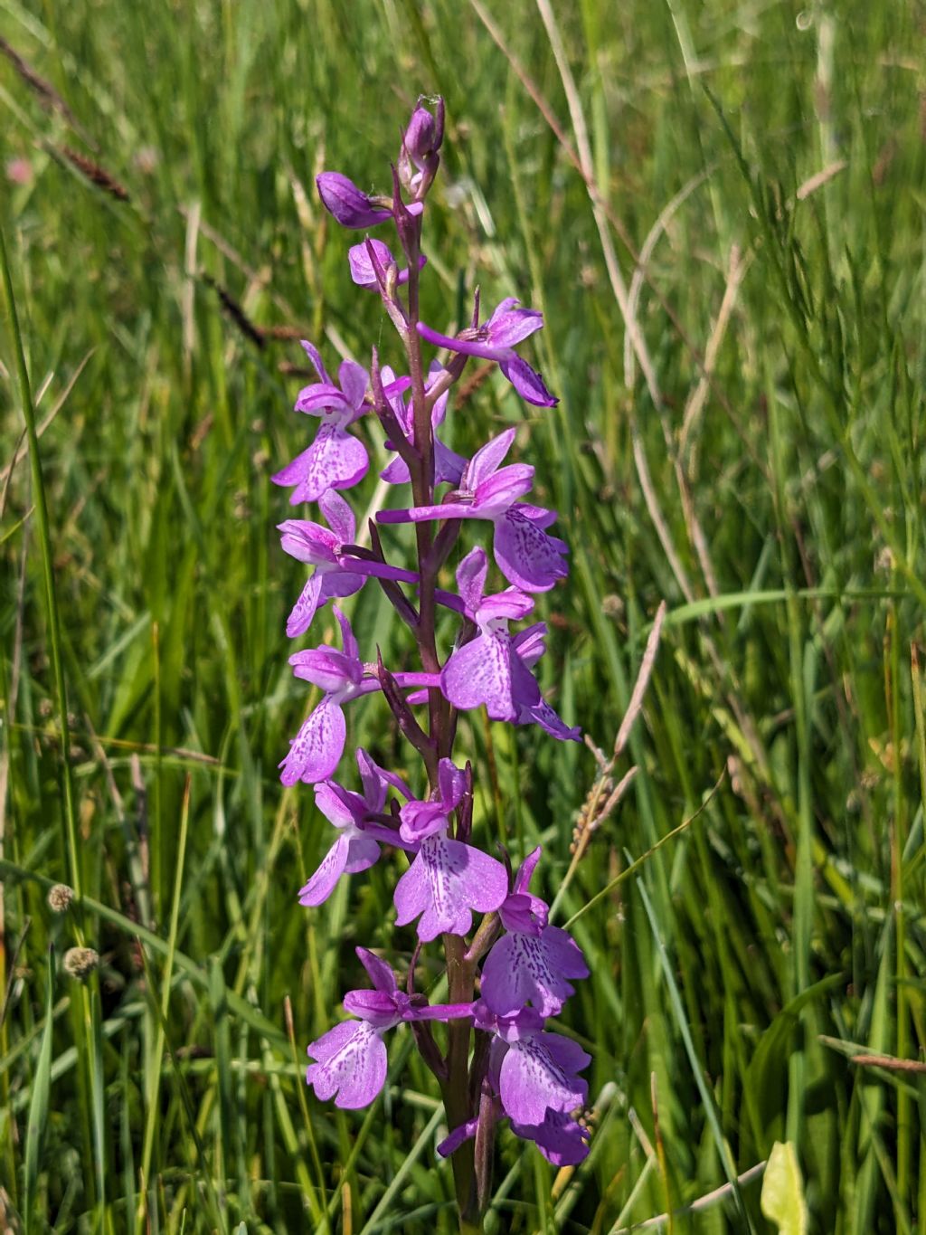 Anacamptis palustris bianca fra tante A. laxiflora, palustris e relativo ibrido.