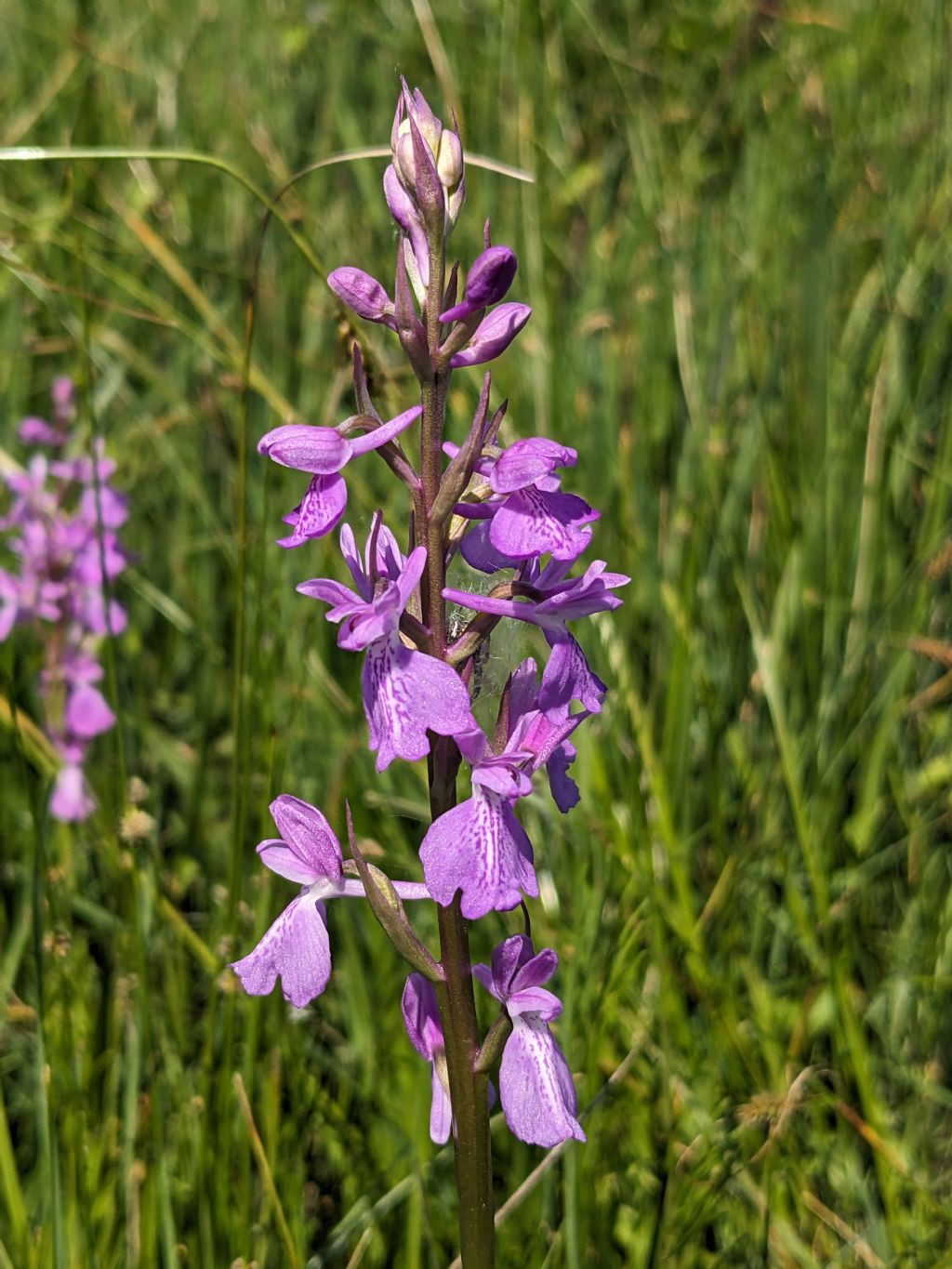 Anacamptis palustris bianca fra tante A. laxiflora, palustris e relativo ibrido.