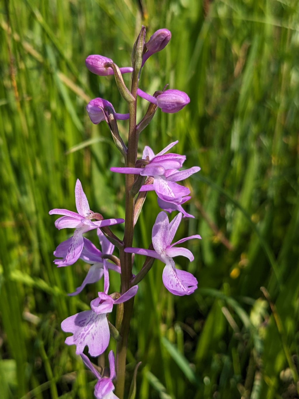 Anacamptis palustris bianca fra tante A. laxiflora, palustris e relativo ibrido.