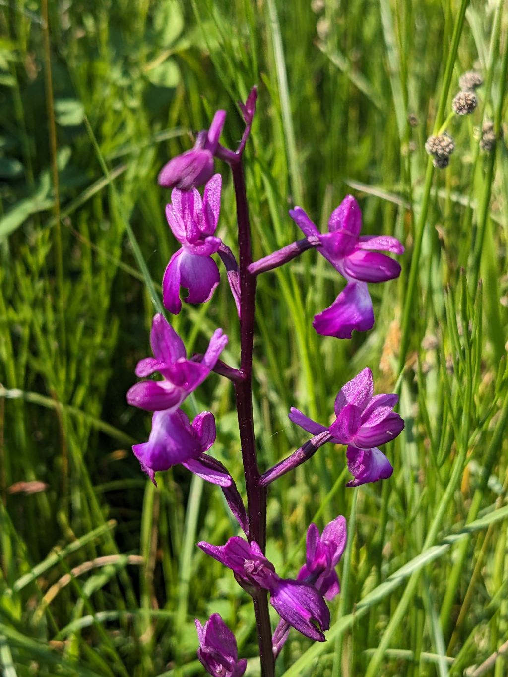 Anacamptis palustris bianca fra tante A. laxiflora, palustris e relativo ibrido.