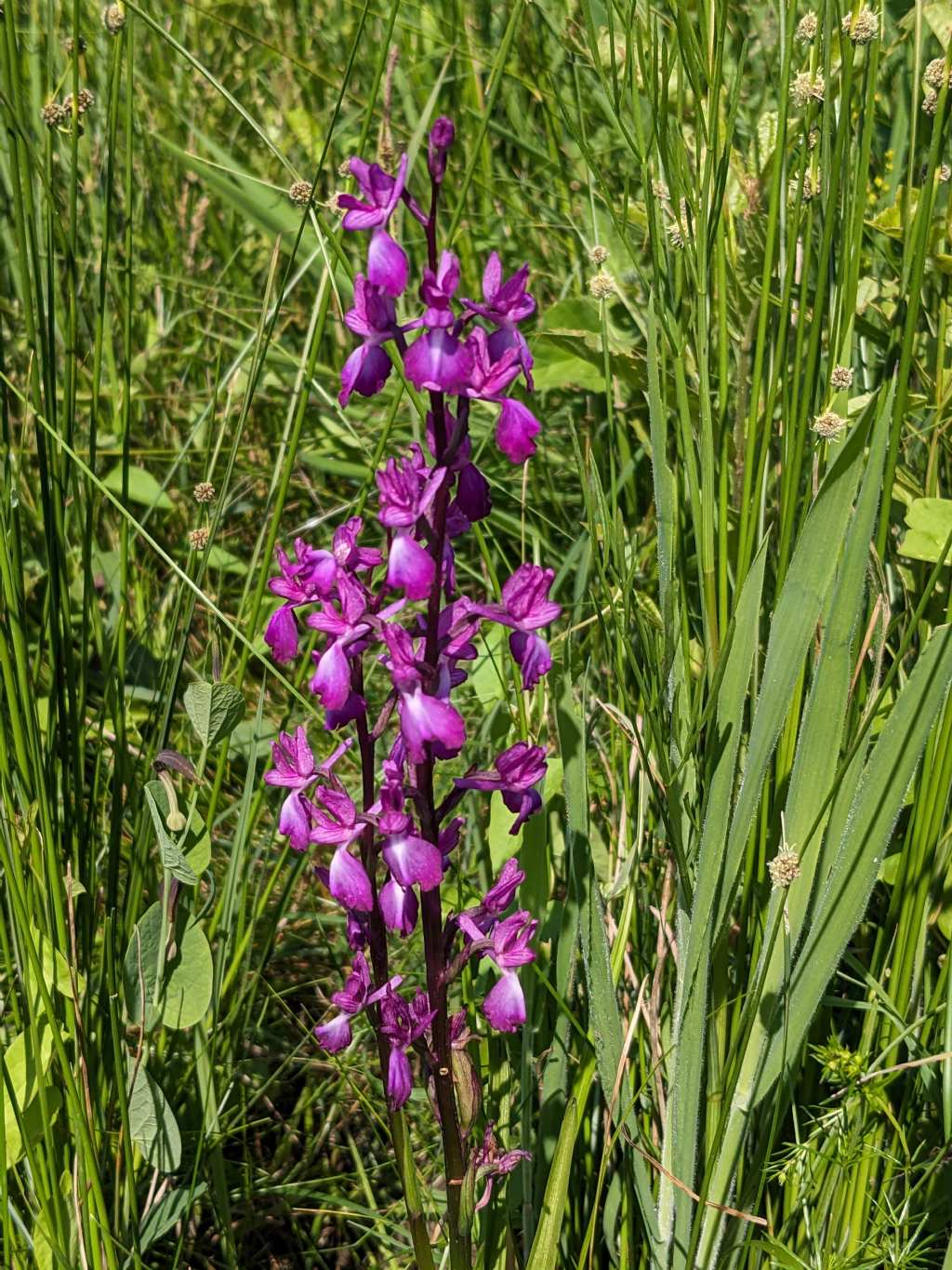 Anacamptis palustris bianca fra tante A. laxiflora, palustris e relativo ibrido.