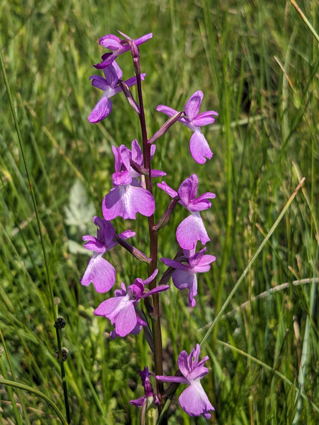 Anacamptis palustris bianca fra tante A. laxiflora, palustris e relativo ibrido.