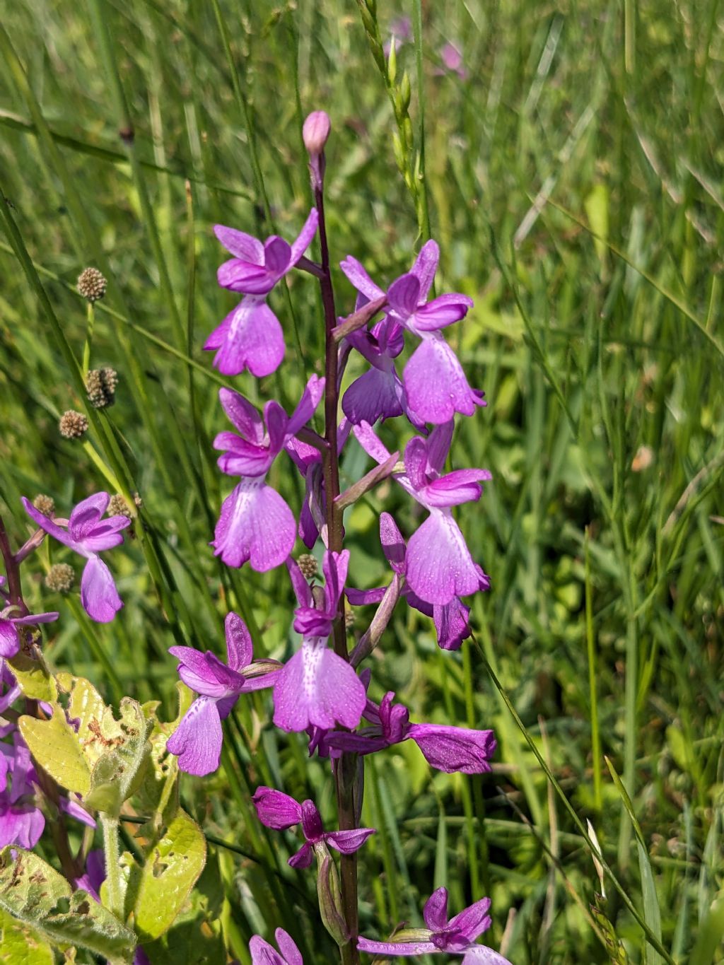 Anacamptis palustris bianca fra tante A. laxiflora, palustris e relativo ibrido.