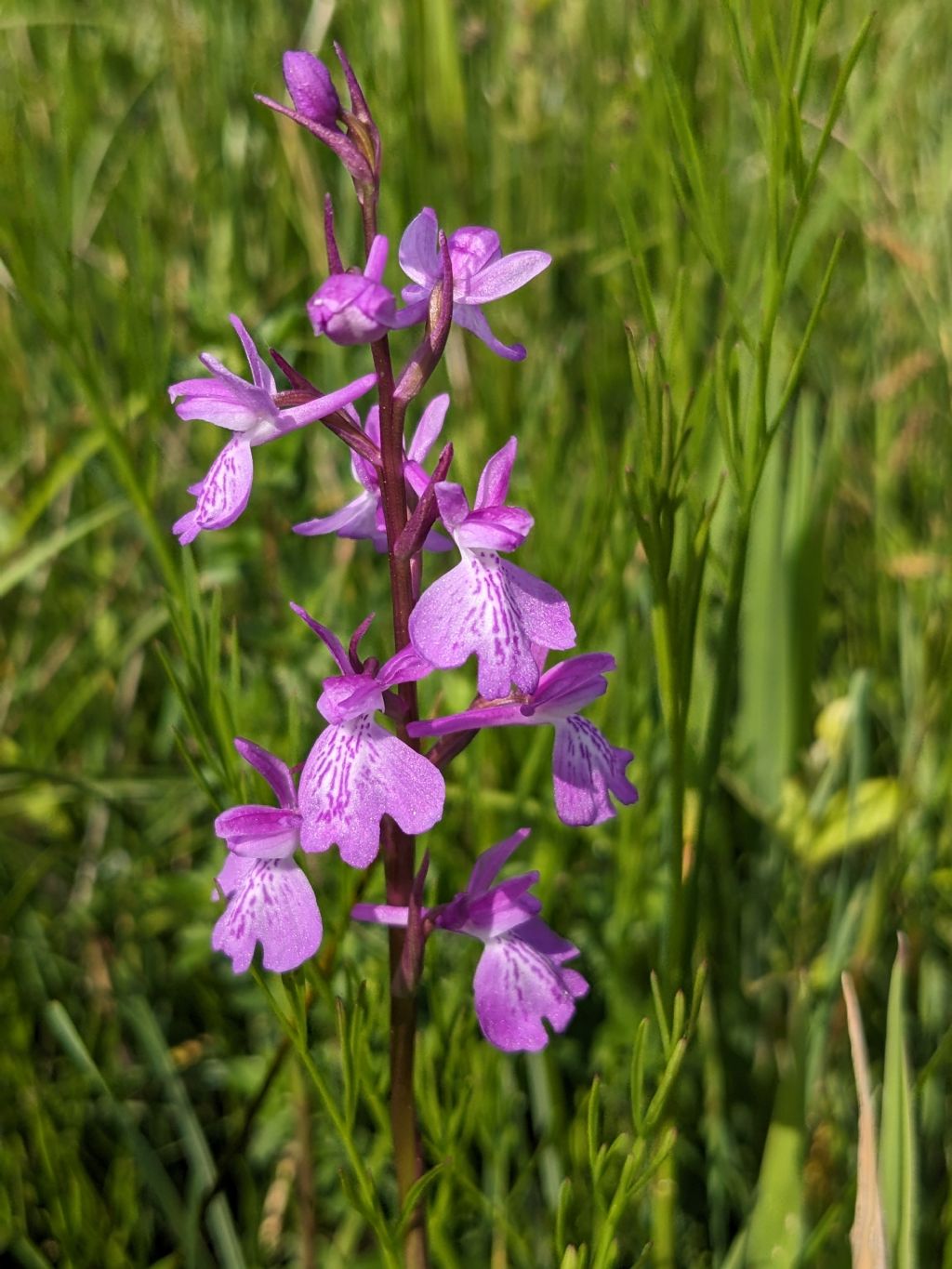 Anacamptis palustris bianca fra tante A. laxiflora, palustris e relativo ibrido.