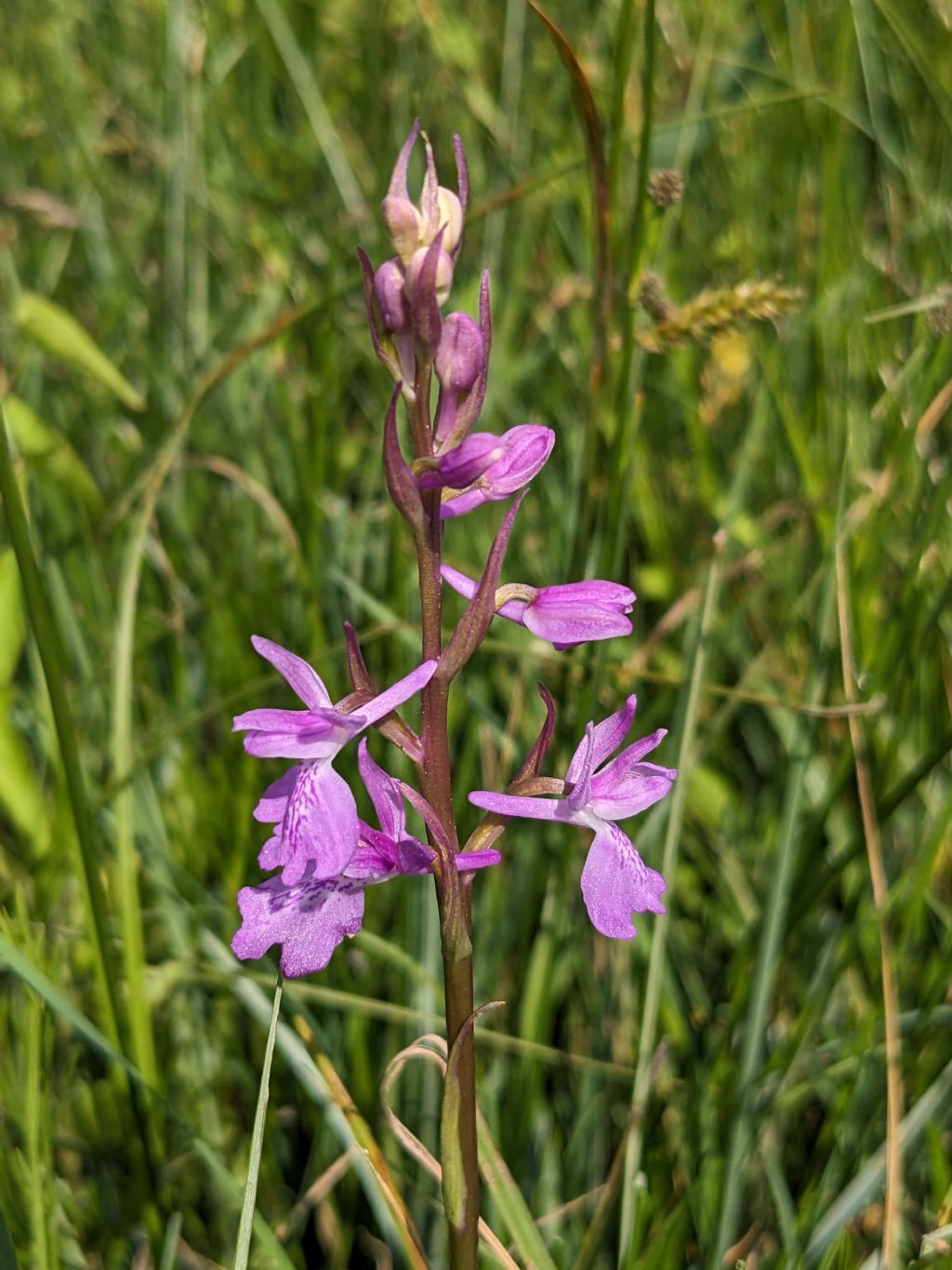 Anacamptis palustris bianca fra tante A. laxiflora, palustris e relativo ibrido.