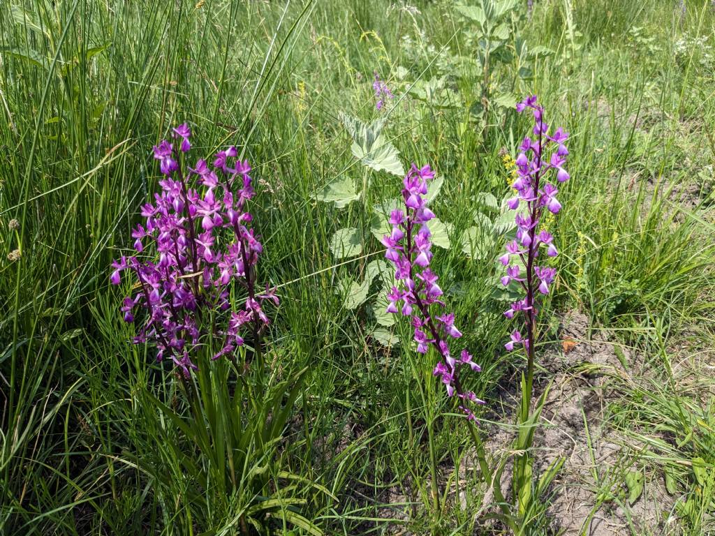 Anacamptis palustris bianca fra tante A. laxiflora, palustris e relativo ibrido.